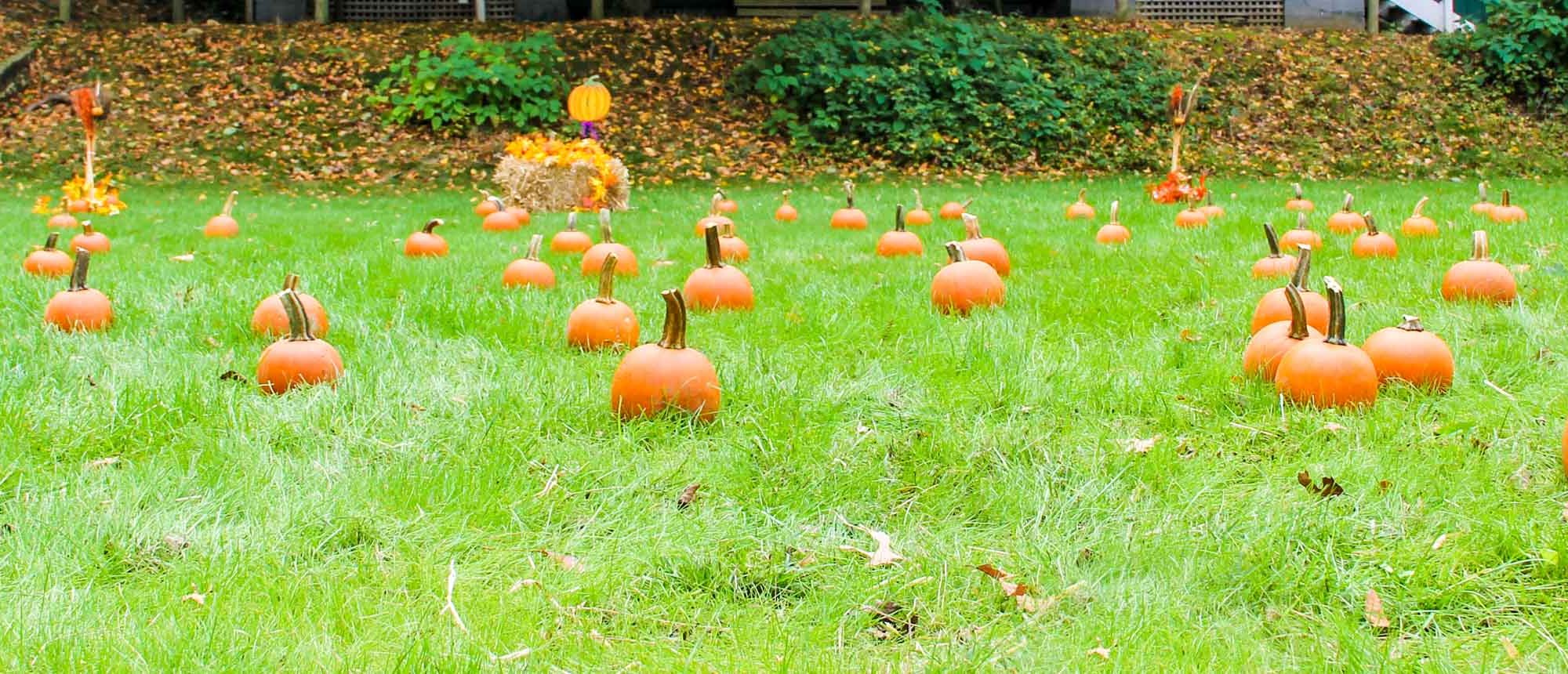 Pumpkins on grass